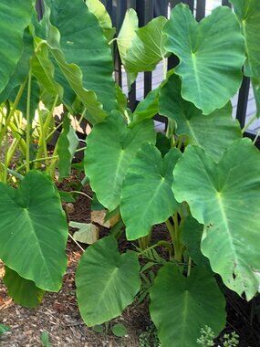 LOT OF 6 Elephant Ear Root Live Plants Tropical Colocasia Large Green Foliage